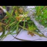 Поверхневий скімер Aquario Neo Skimmer ver.2 M 12/16мм